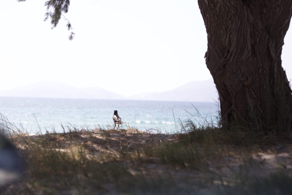 svatba v Řecku na Kosu