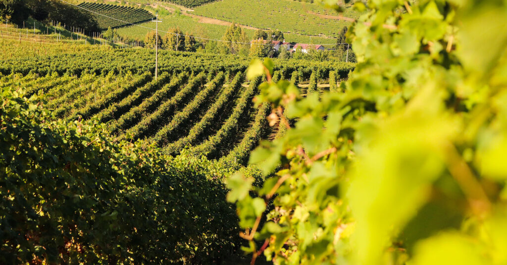 svatba v Itálii Prosecco Hills