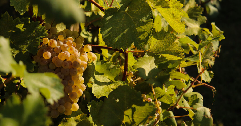 svatba v Itálii Prosecco Hills